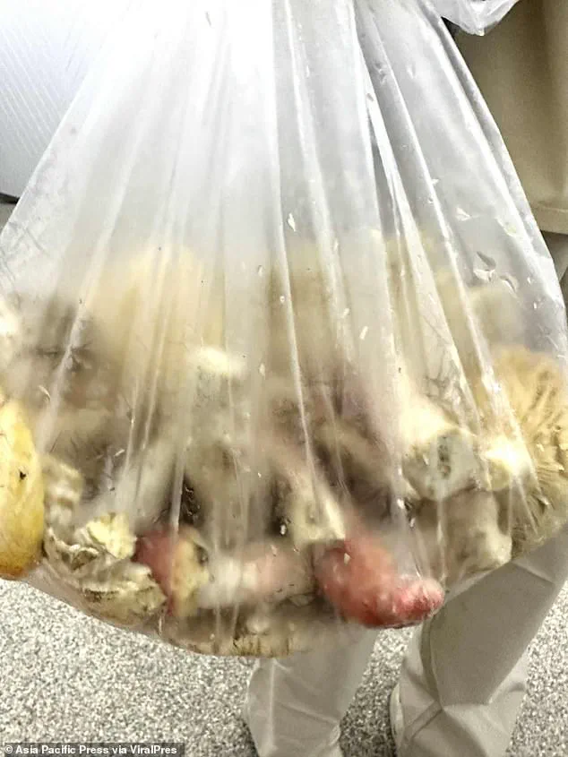 Exclusive: Inside the Tragic Mushroom Curry Incident That Shook Chiang Rai's Community