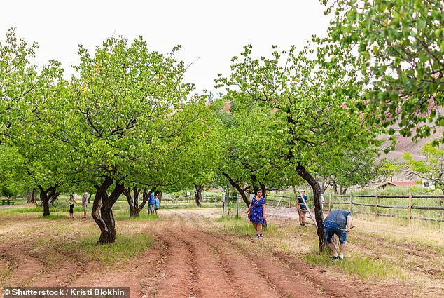 Capitol Reef's Historic Orchard Fails to Produce Fruit, Leaving Tourists Disappointed