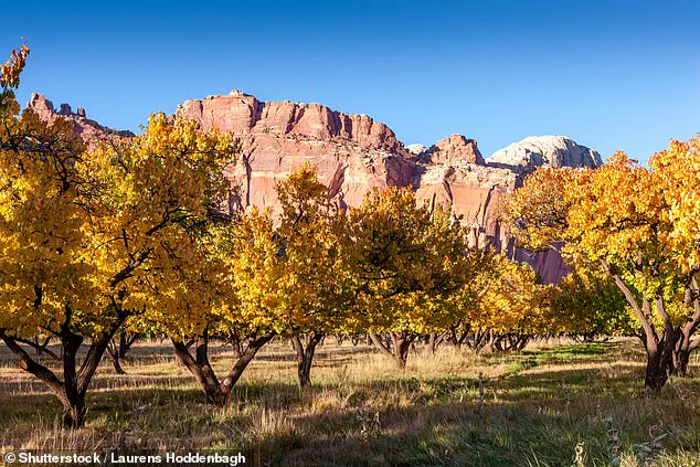 Capitol Reef's Historic Orchard Fails to Produce Fruit, Leaving Tourists Disappointed