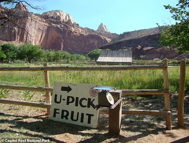 Capitol Reef's Historic Orchard Fails to Produce Fruit, Leaving Tourists Disappointed