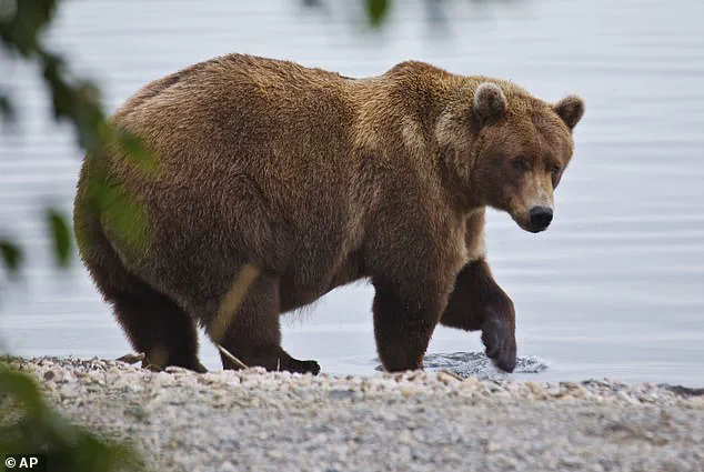 A High-Stakes Feast: Brown Bears' Survival Gamble in Katmai National Park