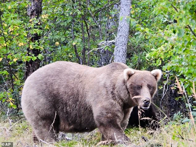 A High-Stakes Feast: Brown Bears' Survival Gamble in Katmai National Park