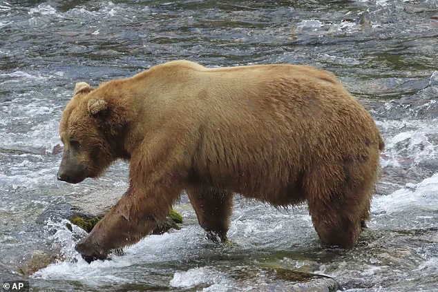 A High-Stakes Feast: Brown Bears' Survival Gamble in Katmai National Park