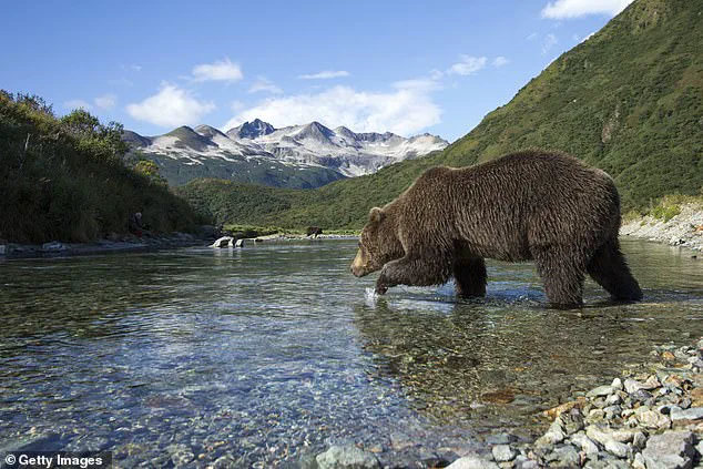 A High-Stakes Feast: Brown Bears' Survival Gamble in Katmai National Park