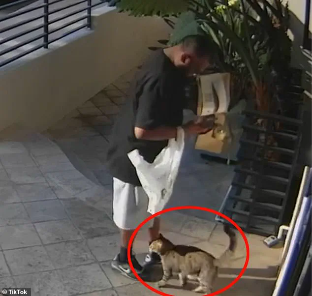 Food Delivery Driver Allegedly Steals Tabby Cat from West Hollywood Home, Surveillance Video Shows
