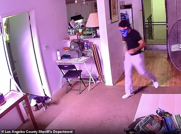 Food Delivery Driver Allegedly Steals Tabby Cat from West Hollywood Home, Surveillance Video Shows