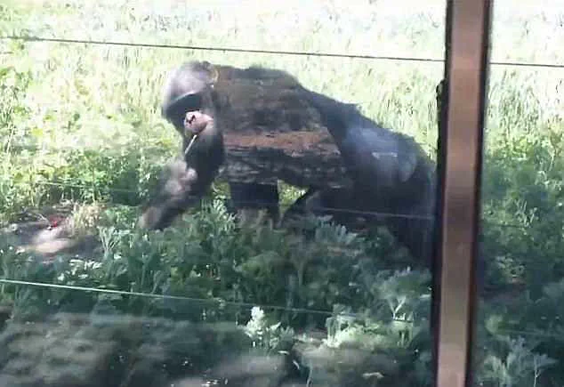 Chimpanzee Seen Smoking Cigarette Thrown into Enclosure at Chinese Wildlife Park Sparks Outcry