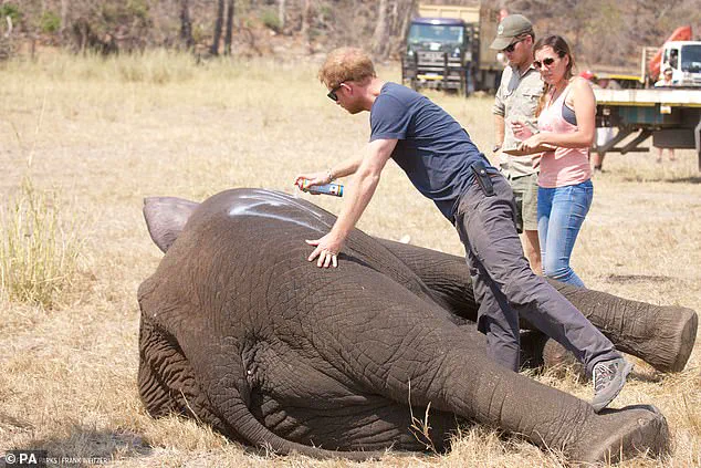 Chad's Environment Ministry Accuses Prince Harry's African Parks Charity of Neocolonialism, Ends 15-Year Partnership