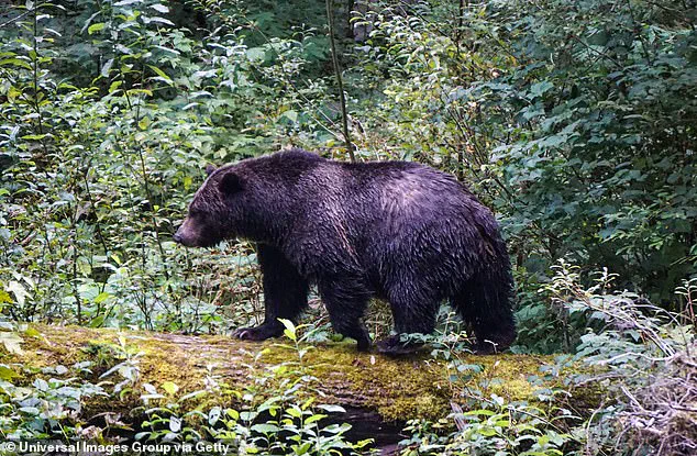 Grizzly Bear Still At Large After Attacking Canadian School, Leaving 11 Injured