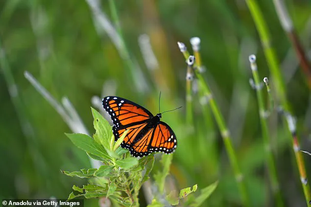 Burlington Resident's Wildflower Garden Becomes Pollinator Sanctuary