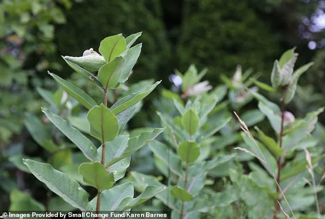 Burlington Resident's Wildflower Garden Becomes Pollinator Sanctuary