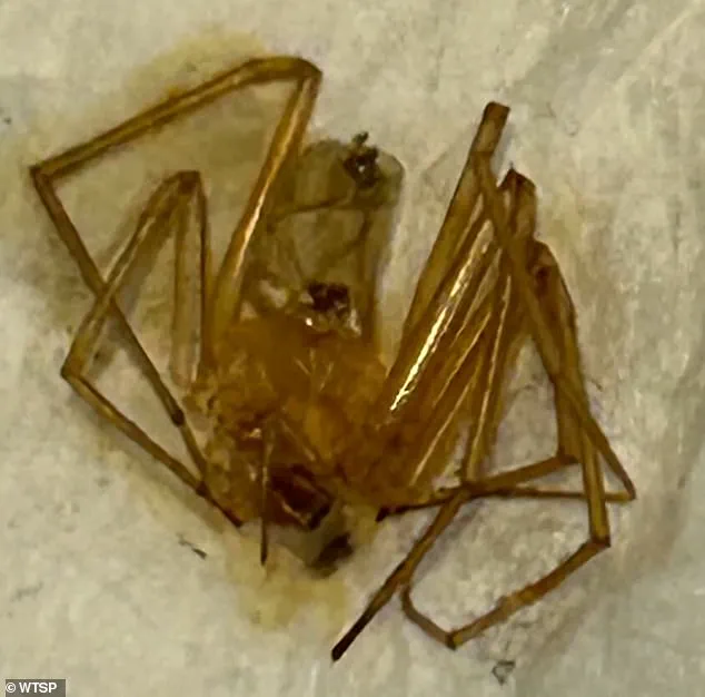 Largo Resident Sues Grand Oak Apartments Over Alleged Negligence in Addressing Spider Infestation Leading to Toe Amputation