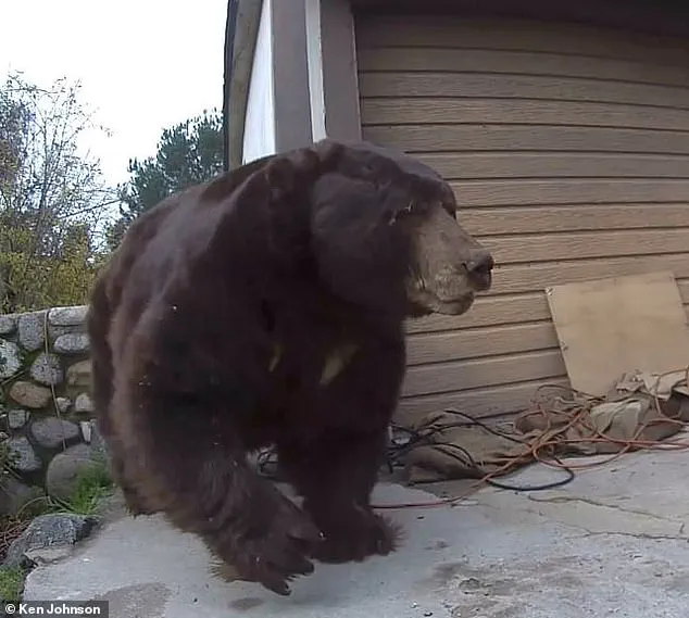 550-Pound Black Bear Removed from California Home After Months-Long Effort Involving Wildlife Officials and Nonprofit Intervention