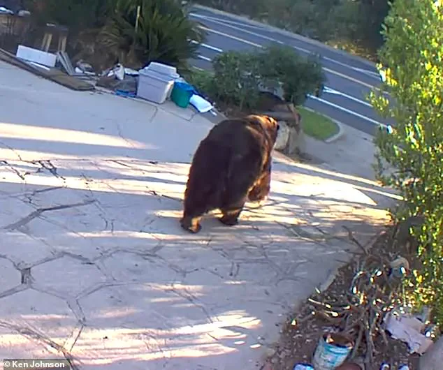 550-Pound Black Bear Removed from California Home After Months-Long Effort Involving Wildlife Officials and Nonprofit Intervention
