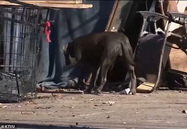 Berkeley Issues Urgent Health Alert Over Rare Leptospirosis Outbreak in Homeless Encampments