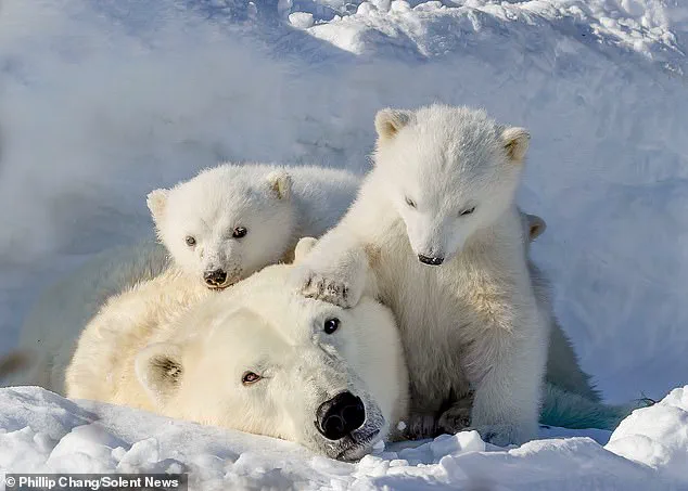 Exclusive: Rare Polar Bear Family Moment Captured in Remote Arctic Churchill