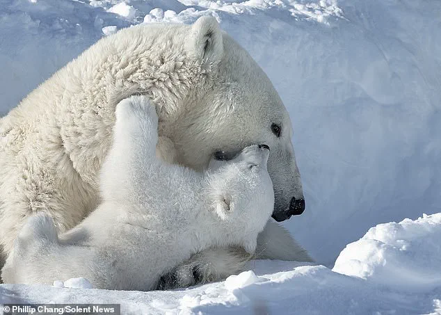 Exclusive: Rare Polar Bear Family Moment Captured in Remote Arctic Churchill