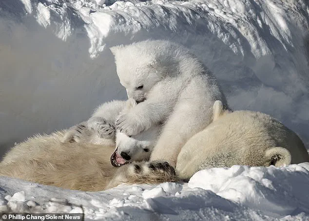 Exclusive: Rare Polar Bear Family Moment Captured in Remote Arctic Churchill