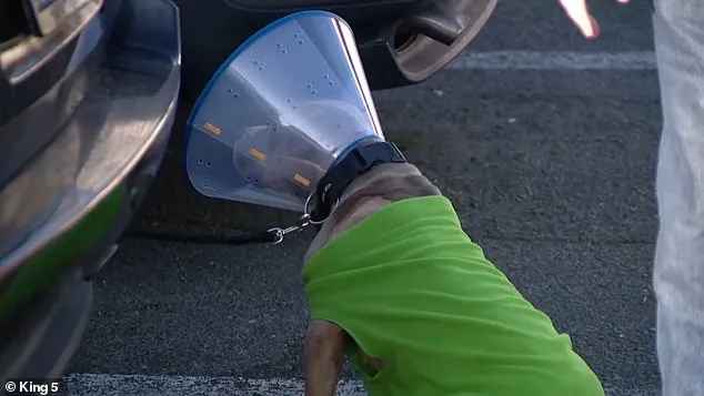 Violent Confrontation in Parkland Sparks Debate Over Religious Beliefs in Public Spaces