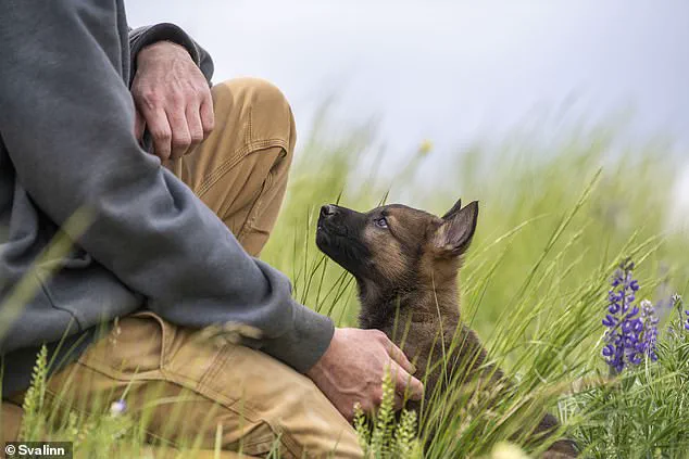 Montana Entrepreneur Kim Greene Builds Elite Guard Dog Enterprise with Svalinn