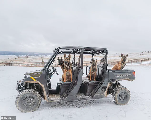 Montana Entrepreneur Kim Greene Builds Elite Guard Dog Enterprise with Svalinn
