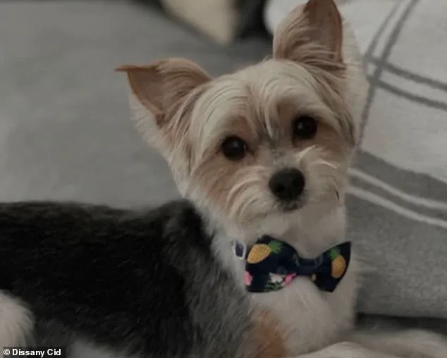 Viral TikTok 'Door-Kick Challenge' Sparks Outrage After Tragic Death of Dog in Florida