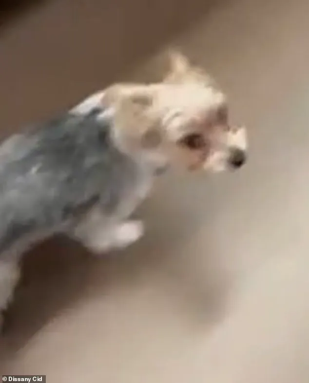 Viral TikTok 'Door-Kick Challenge' Sparks Outrage After Tragic Death of Dog in Florida