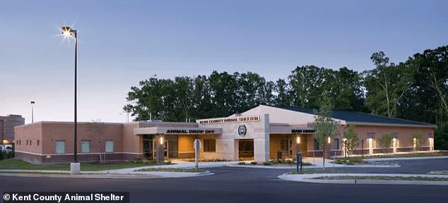 ‘I wouldn’t give up on him,’ Julie says, recounting her year-long quest to find Walker, the white puppy who brought her hope after a year of heartbreak.