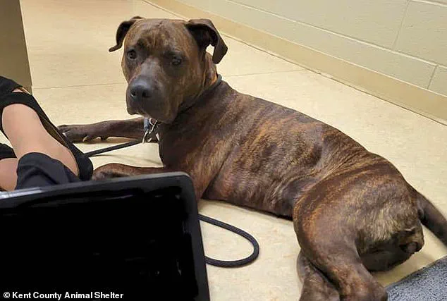 ‘I wouldn’t give up on him,’ Julie says, recounting her year-long quest to find Walker, the white puppy who brought her hope after a year of heartbreak.