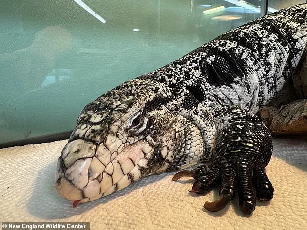 Winter Storm Reveals Stranded South American Tegu in Rhode Island: Urgent Rescue Efforts Underway