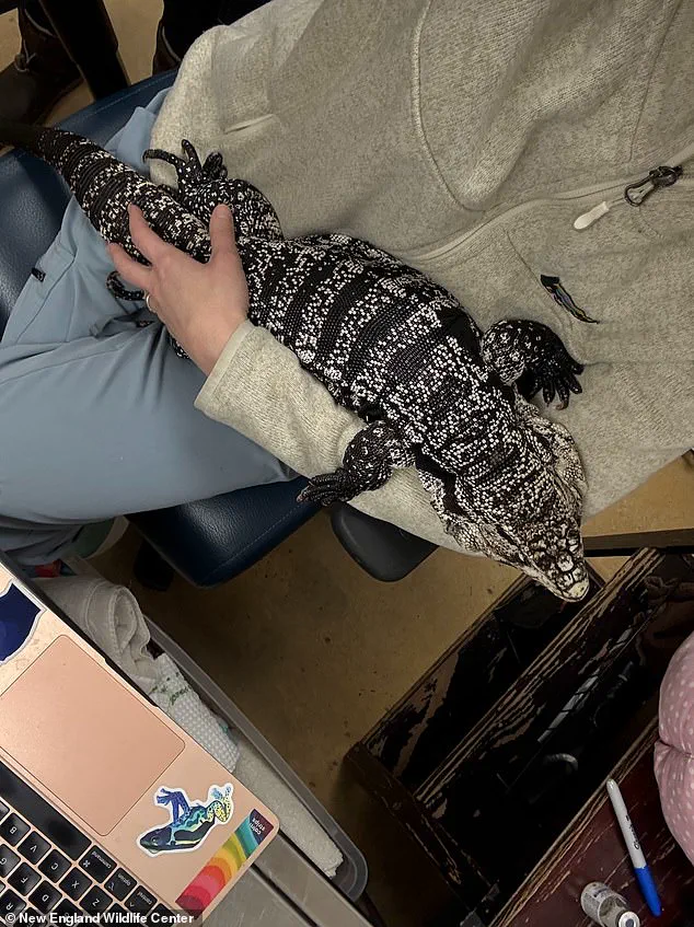 Winter Storm Reveals Stranded South American Tegu in Rhode Island: Urgent Rescue Efforts Underway
