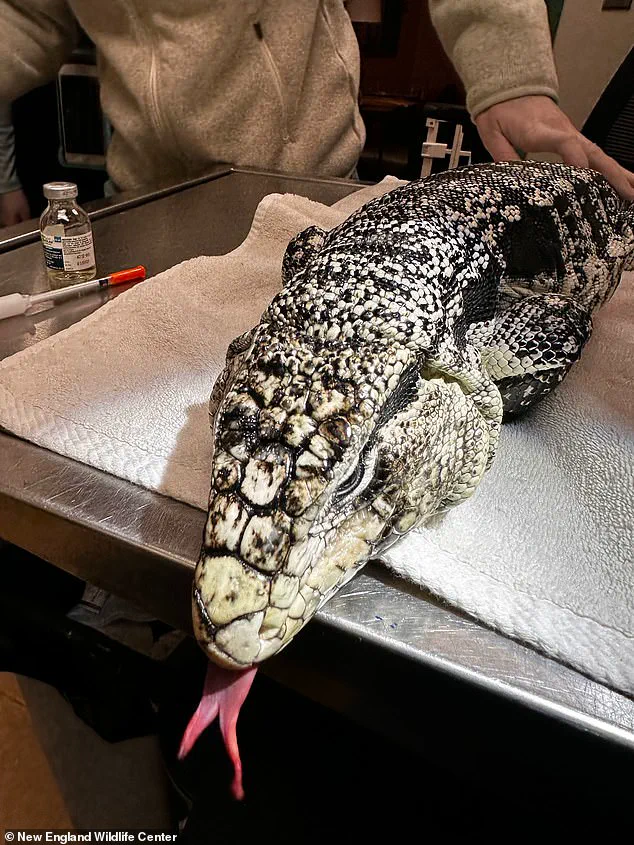 Winter Storm Reveals Stranded South American Tegu in Rhode Island: Urgent Rescue Efforts Underway