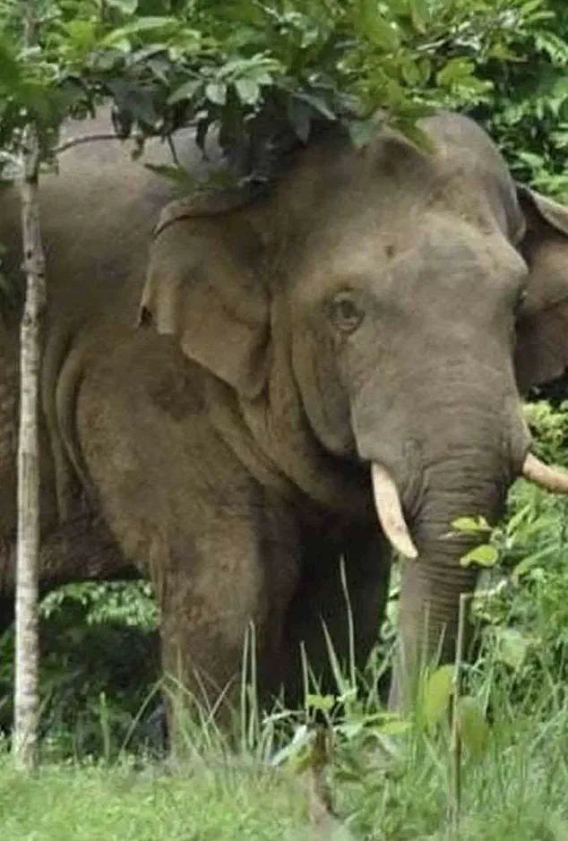 Third Death in Khao Yai as Wild Elephant Kills Tourist in Brutal Attack