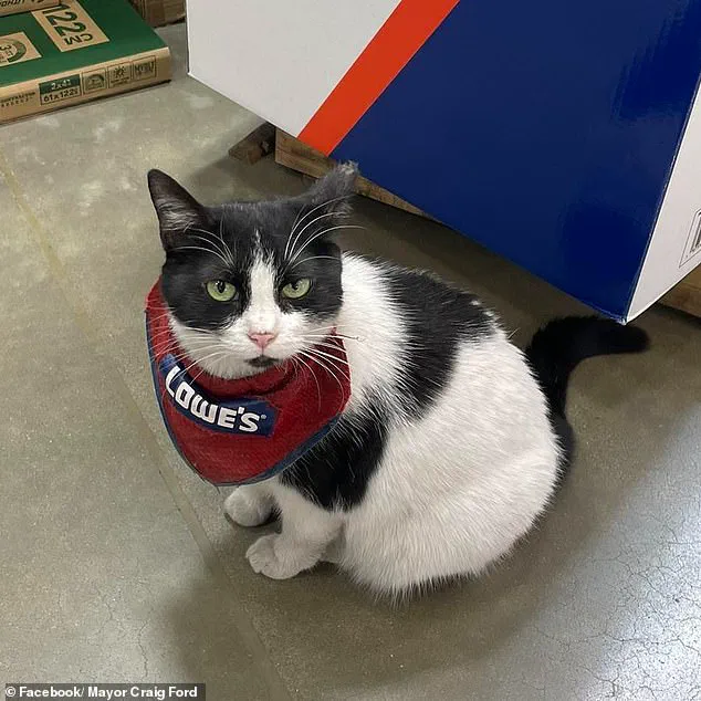 Beloved 'Mama Cat' Removed from Lowe's Job, Sparking Outrage and Growing Movement to Reverse Decision