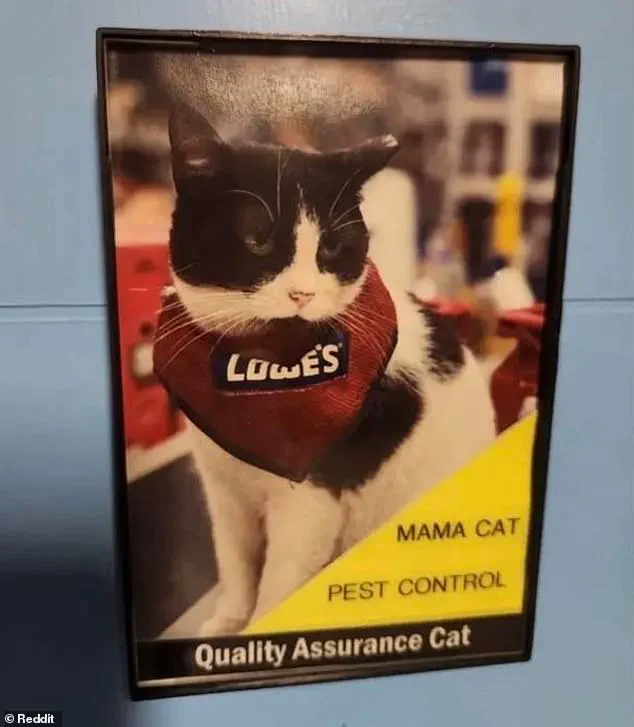 Beloved 'Mama Cat' Removed from Lowe's Job, Sparking Outrage and Growing Movement to Reverse Decision