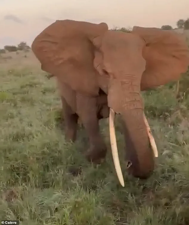 From Tranquility to Terror: The Safari Truck's Hair-Raising Encounter with a Charging Elephant
