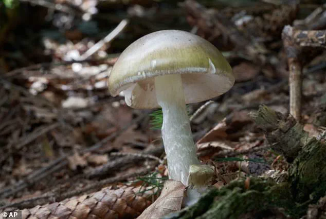 California Warns Against Foraging After Four Die From Death Cap Poisonings