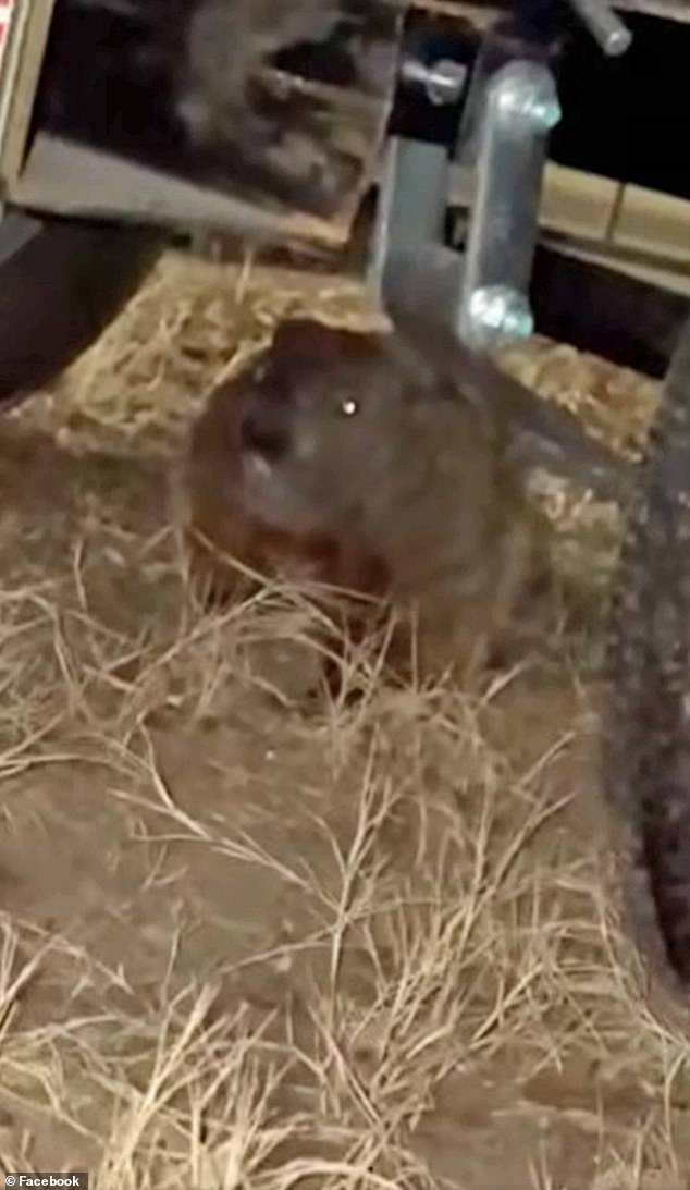 Groundhog's Relentless Work: $4,900 in Car Damage After Just Two Days