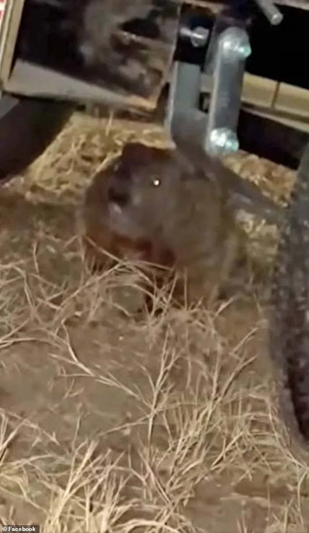 Groundhog's Relentless Work: $4,900 in Car Damage After Just Two Days