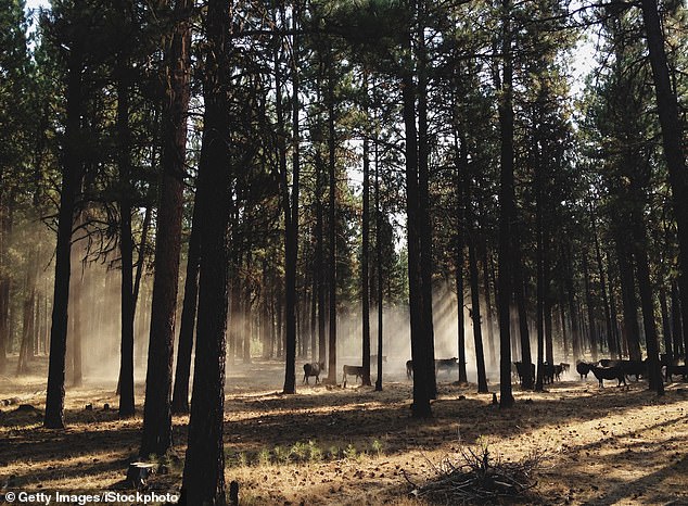 Oregon at a Crossroads: Ballot Initiative Sparks Debate Over Hunting, Fishing Ban and the Future of Conservation