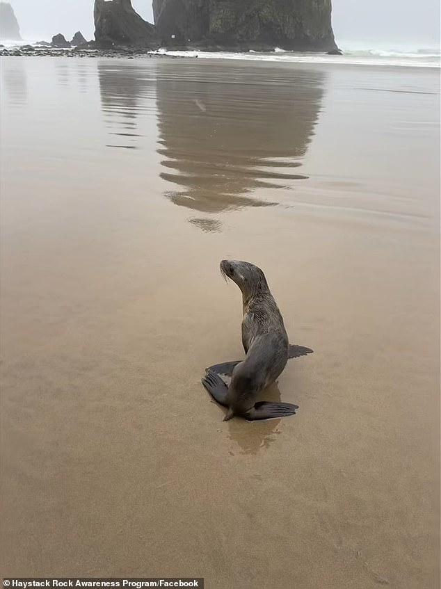 Oregon Beach Rescue of Baby Sea Lion Sparks Conversation on Public Curiosity and Wildlife Protection