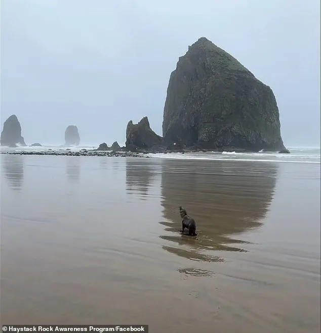 Oregon Beach Rescue of Baby Sea Lion Sparks Conversation on Public Curiosity and Wildlife Protection