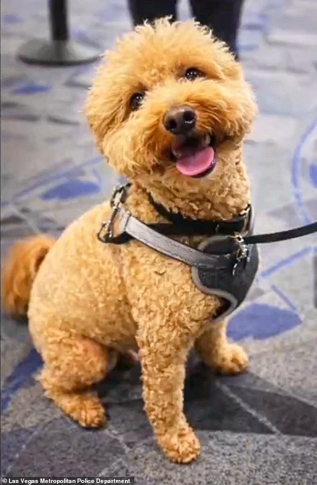 Woman Arrested for Allegedly Abandoning Puppy at Las Vegas Airport, Faced Charges of Animal Abandonment and Resisting Arrest