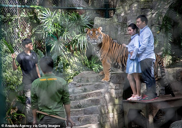 Mystery Illness Claims 72 Tigers at Thailand's Tiger Kingdom Chiang Mai as Officials Remain Silent on Origins
