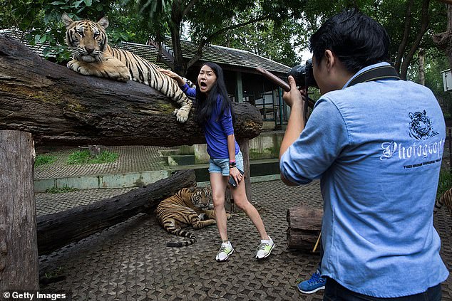 Mystery Illness Claims 72 Tigers at Thailand's Tiger Kingdom Chiang Mai as Officials Remain Silent on Origins