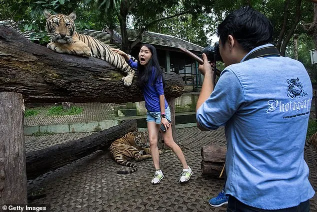 Mystery Illness Claims 72 Tigers at Thailand's Tiger Kingdom Chiang Mai as Officials Remain Silent on Origins