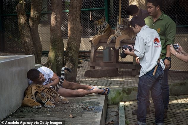 Mystery Illness Claims 72 Tigers at Thailand's Tiger Kingdom Chiang Mai as Officials Remain Silent on Origins