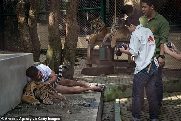 Mystery Illness Claims 72 Tigers at Thailand's Tiger Kingdom Chiang Mai as Officials Remain Silent on Origins