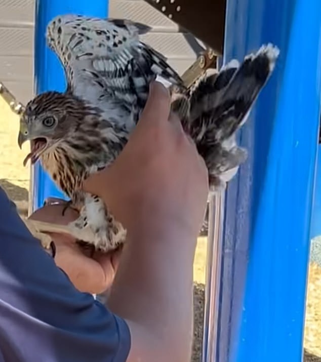 L.A. Man Sentenced for Cruelty to Protected Hawk in Shocking YouTube Video
