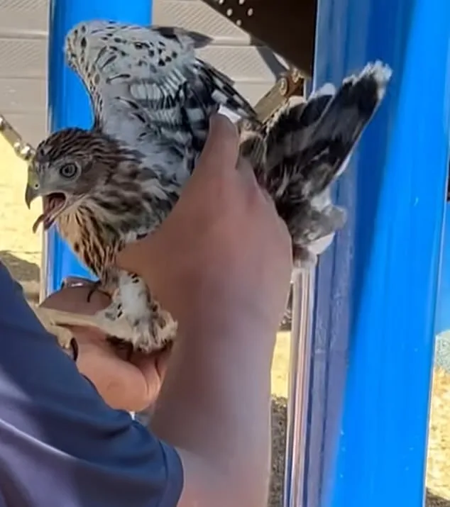 L.A. Man Sentenced for Cruelty to Protected Hawk in Shocking YouTube Video